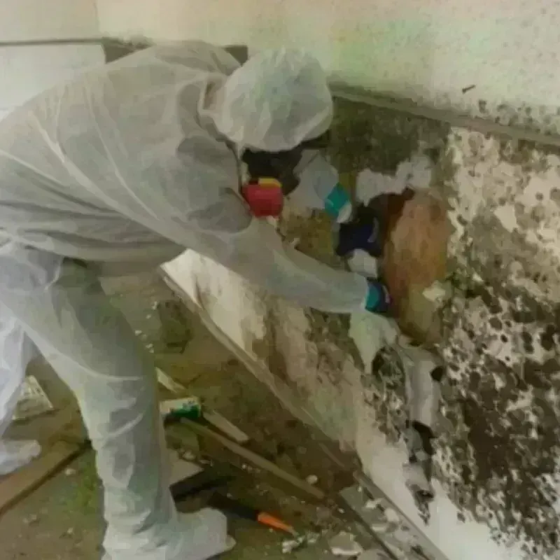 Mold Remediation and Removal in Hamilton County, IL